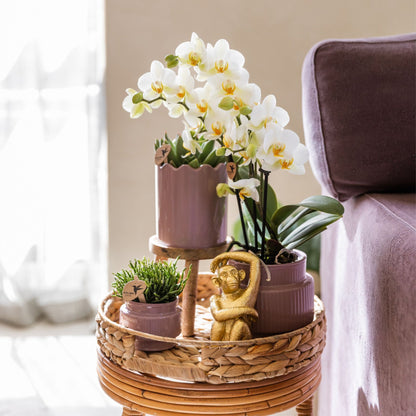 Kolibri Orchids | Geschenkset Desert Summer Lila - Rosa-Violette Phalaenopsis Orchidee Mineral Frederikstad & Sukkulenten
