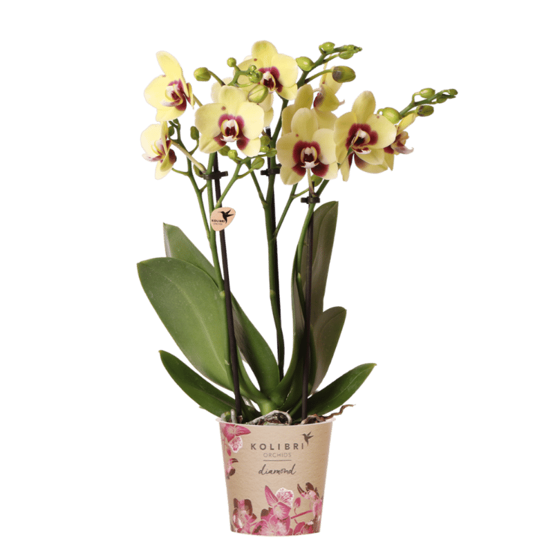 Kolibri Orchids | Gelb-Rote Phalaenopsis Orchidee - Diamond Uruguay - Ø9 cm