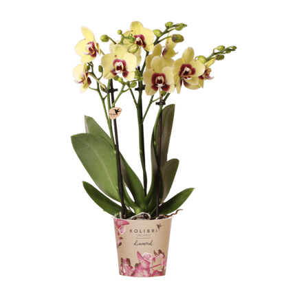 Kolibri Orchids | Gelb-Rote Phalaenopsis Orchidee - Diamond Uruguay - Ø9 cm