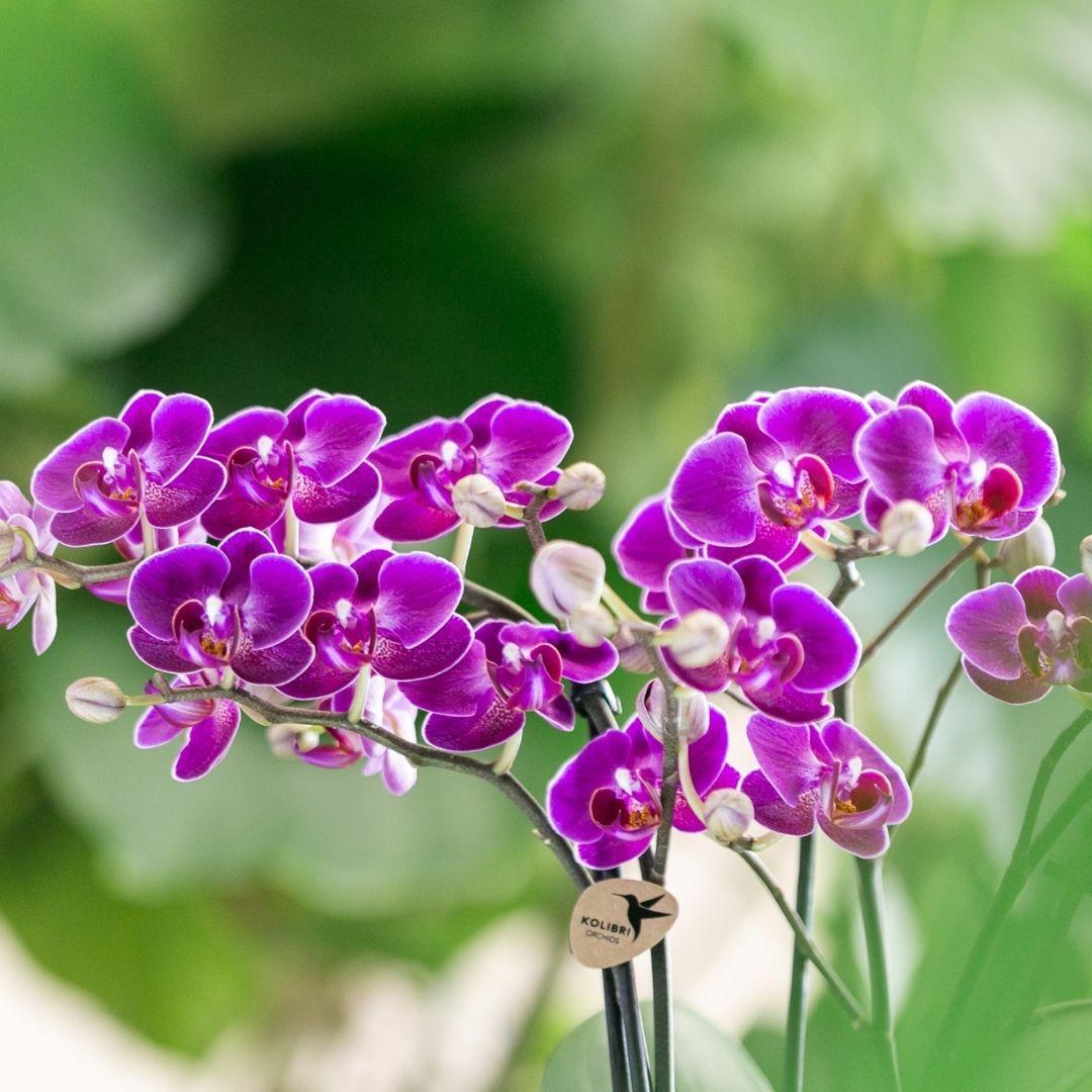 Kolibri Orchids | Lila Phalaenopsis Orchidee - Morelia - Topfgröße Ø9cm | blühende Zimmerpflanze - frisch vom Züchter