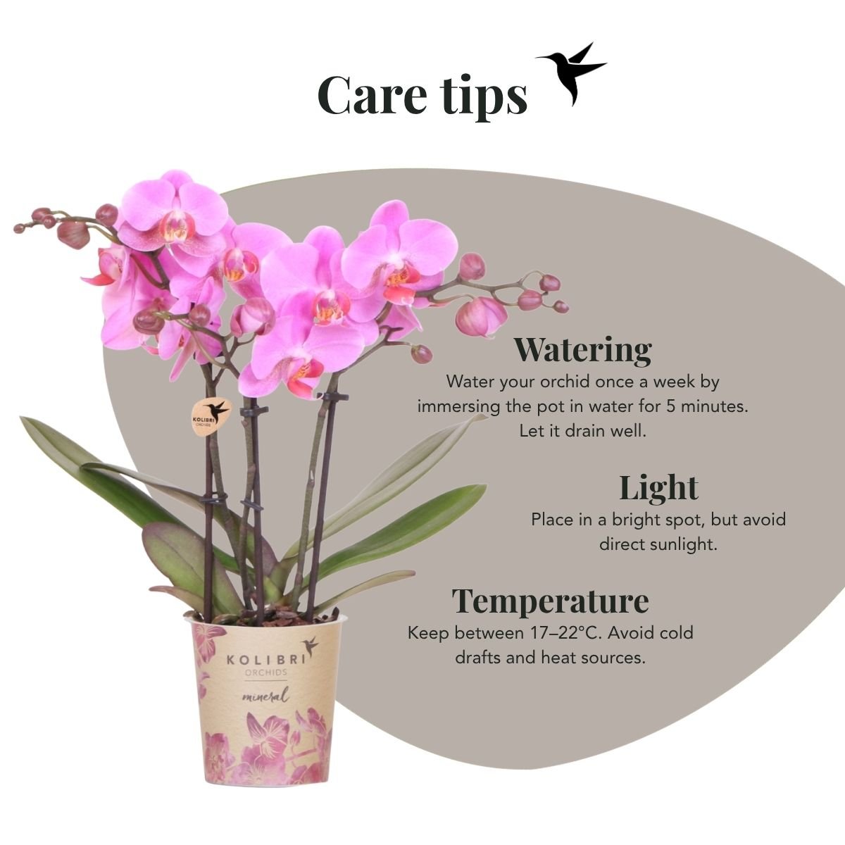 Kolibri Orchids | Kombi-Angebot - 2 Rosa-Violette Phalaenopsis Orchideen Mineral Frederikstad - Ø9 cm
