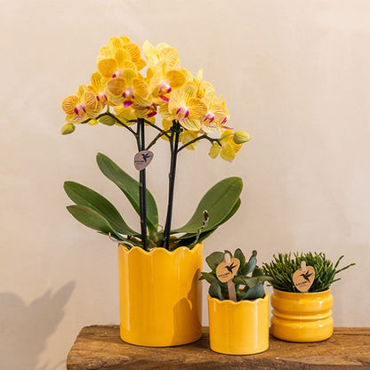 Kolibri Orchids | Kombi-Angebot - 2 Gelbe Phalaenopsis Orchideen Blossom Lima - Ø9 cm