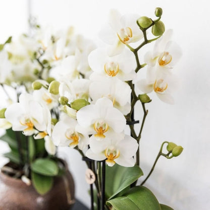 Kolibri Orchids | Kombi-Angebot - 4 Weiße Phalaenopsis Orchideen Blossom Lausanne - Ø9 cm