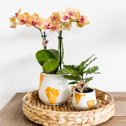 Kolibri Orchids | orange Phalaenopsis Orchidee Topfgröße Ø9cm | Jamaica | blühende Zimmerpflanze - frisch vom Züchter
