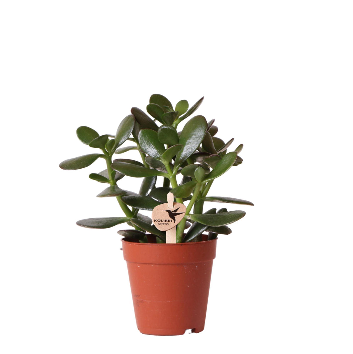 Kolibri Greens | Grüne Pflanze - Sukkulente Crassula Ovata - grüne Zimmerpflanze - frisch aus der Gärtnerei - Ø9cm
