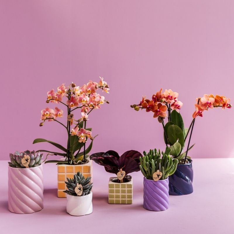 Kolibri Greens | Grünpflanze - Calathea Dottie - Grüne Zimmerpflanze - Frisch vom Züchter - Ø6cm