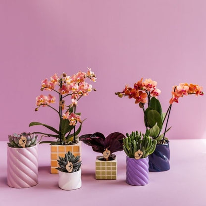 Kolibri Greens | Grünpflanze - Calathea Dottie - Grüne Zimmerpflanze - Frisch vom Züchter - Ø6cm