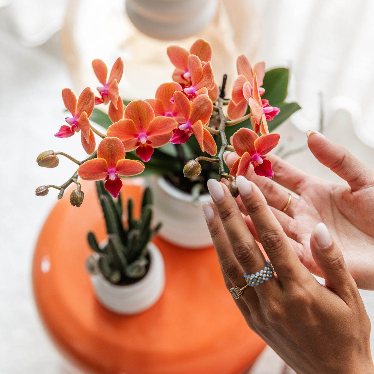 Kolibri Orchids | COMBI DEAL von 4 orange Phalaenopsis Orchideen - Bozen - Topfgröße Ø9cm blühende Zimmerpflanze - frisch vom Züchter