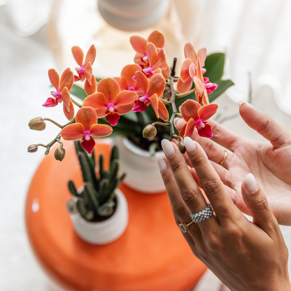 Kolibri Orchids | COMBI DEAL von 4 orange Phalaenopsis Orchideen - Bozen - Topfgröße Ø9cm blühende Zimmerpflanze - frisch vom Züchter