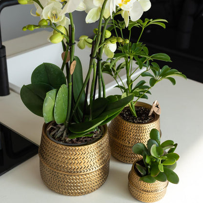 Kolibri Orchids | Orange Phalaenopsis-Orchidee Las Vegas im goldenen Groove-Ziertopf - Ø12cm
