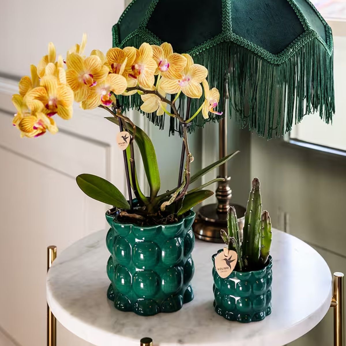 Kolibri Orchids | Pflanzenset Cotton Grün - Gelbe Phalaenopsis Orchidee Blossom Lima & Stapelia Leendertziae