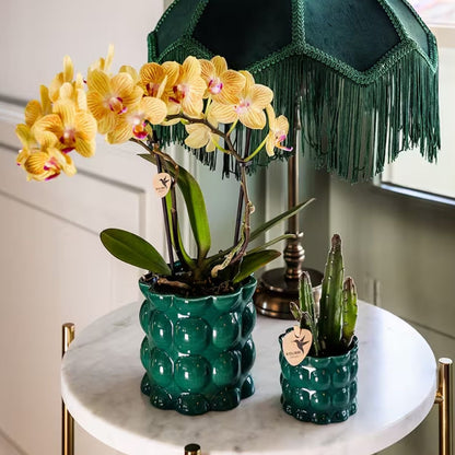 Kolibri Orchids | Pflanzenset Cotton Grün - Gelbe Phalaenopsis Orchidee Blossom Lima & Stapelia Leendertziae