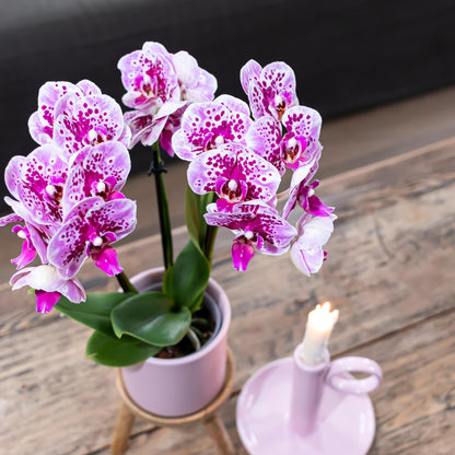 Kolibri Orchids | Rosa lila Phalaenopsis Orchidee - El Salvador - Topfgröße Ø9cm | blühende Zimmerpflanze - frisch vom Züchter
