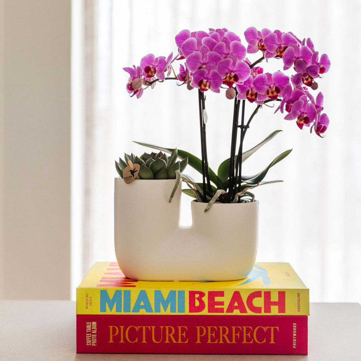 Kolibri Orchids | Lila/rosa Phalaenopsis Orchidee - Mineral Vienna - Topfgröße Ø9cm | blühende Zimmerpflanze - frisch vom Züchter