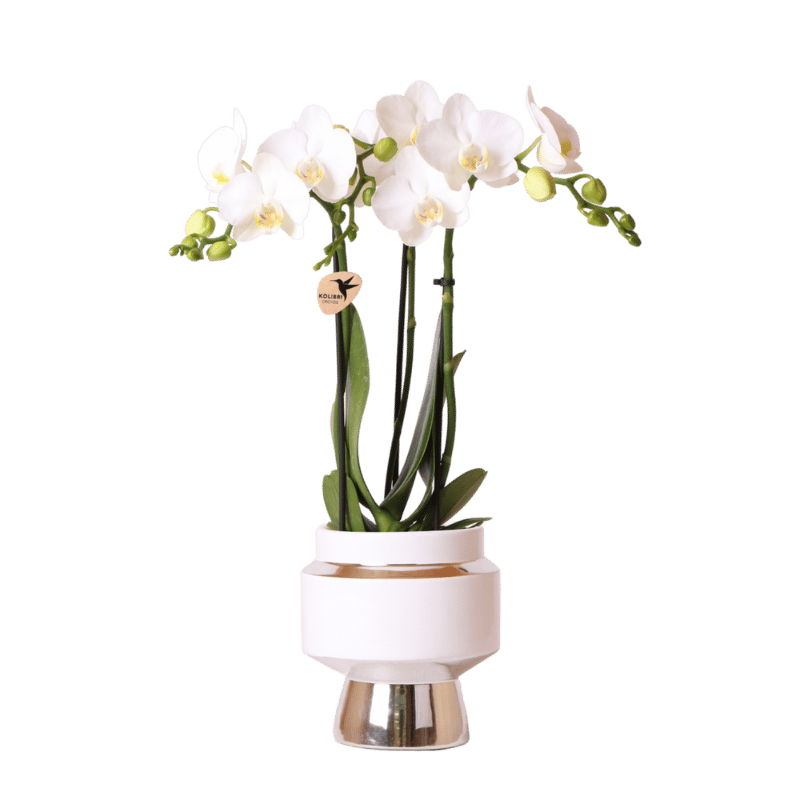 Kolibri Orchids | Weiße Phalaenopsis Orchidee - Mineral Amabilis im Le Chic Übertopf Silber - Ø9 cm