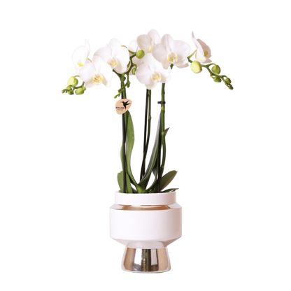 Kolibri Orchids | Weiße Phalaenopsis Orchidee - Mineral Amabilis im Le Chic Übertopf Silber - Ø9 cm