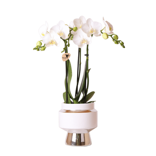 Kolibri Orchids | Weiße Phalaenopsis Orchidee - Mineral Amabilis im Le Chic Übertopf Silber - Ø9 cm