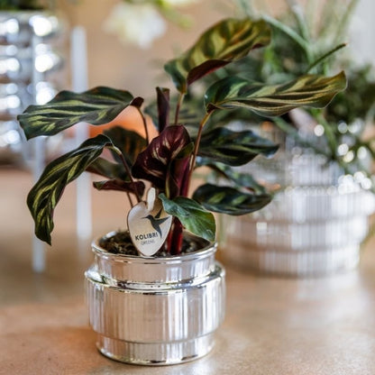 Kolibri Greens | Grüne Pflanze - Calathea Makoyana - Grüne Zimmerpflanze - Frisch vom Züchter  - Ø6cm
