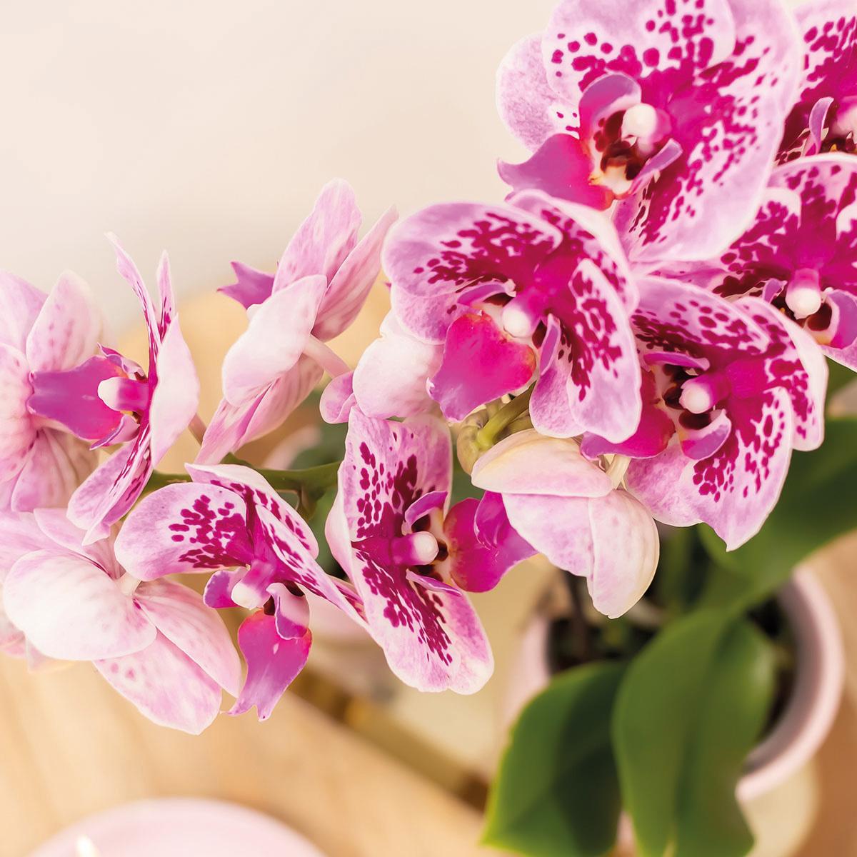 Kolibri Orchids | Rosa lila Phalaenopsis Orchidee - El Salvador - Topfgröße Ø9cm | blühende Zimmerpflanze - frisch vom Züchter