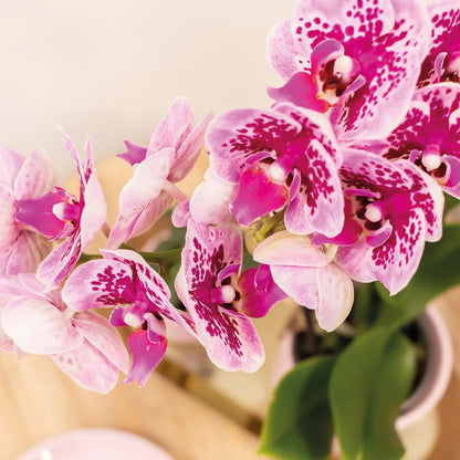 Kolibri Orchids | Rosa lila Phalaenopsis Orchidee - El Salvador - Topfgröße Ø9cm | blühende Zimmerpflanze - frisch vom Züchter