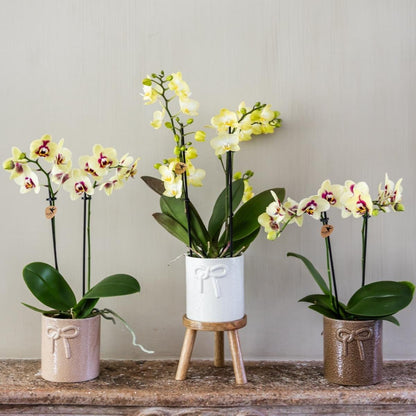 Kolibri Orchids | Gelb-Rote Phalaenopsis Orchidee - Diamond Uruguay - Ø9 cm