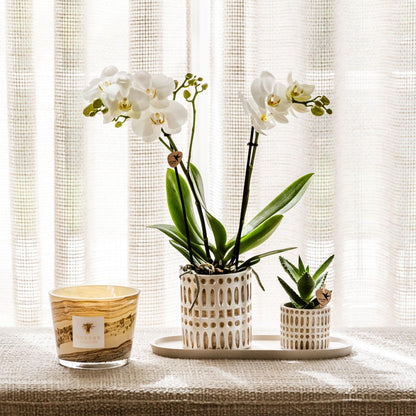 Kolibri Company | Pflanzenset Le Chic Small | Weiße Phalaenopsis Orchidee Amabilis und Sukkulente inkl. Keramiktöpfe auf cremefarbenem organischen Tablett