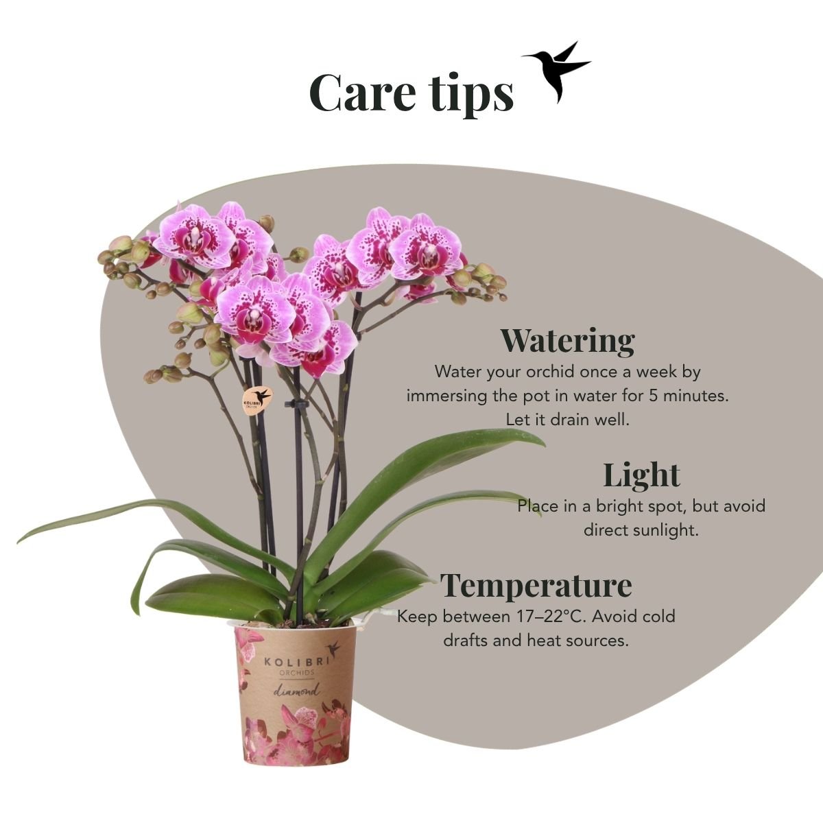 Kolibri Orchids | Kombi-Angebot - 4 Rosa-Violette Phalaenopsis Orchideen Diamond El Salvador - Ø9 cm