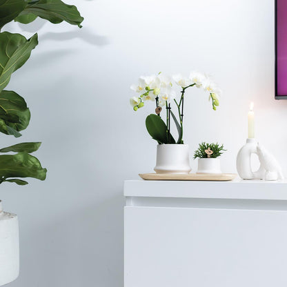 Kolibri Home | Ovales Tablett aus Bambus