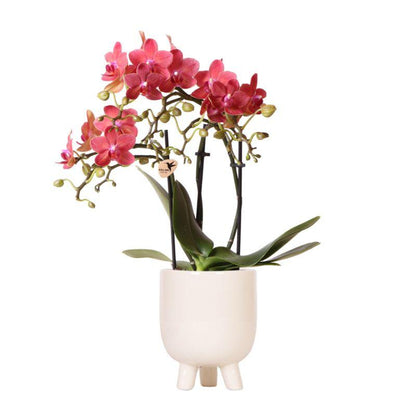 Kolibri Orchids | Rote Phalaenopsis Orchidee - Congo + Gummitopf Travertin - Topfgröße Ø9cm | blühende Zimmerpflanze im Blumentopf - frisch vom Züchter