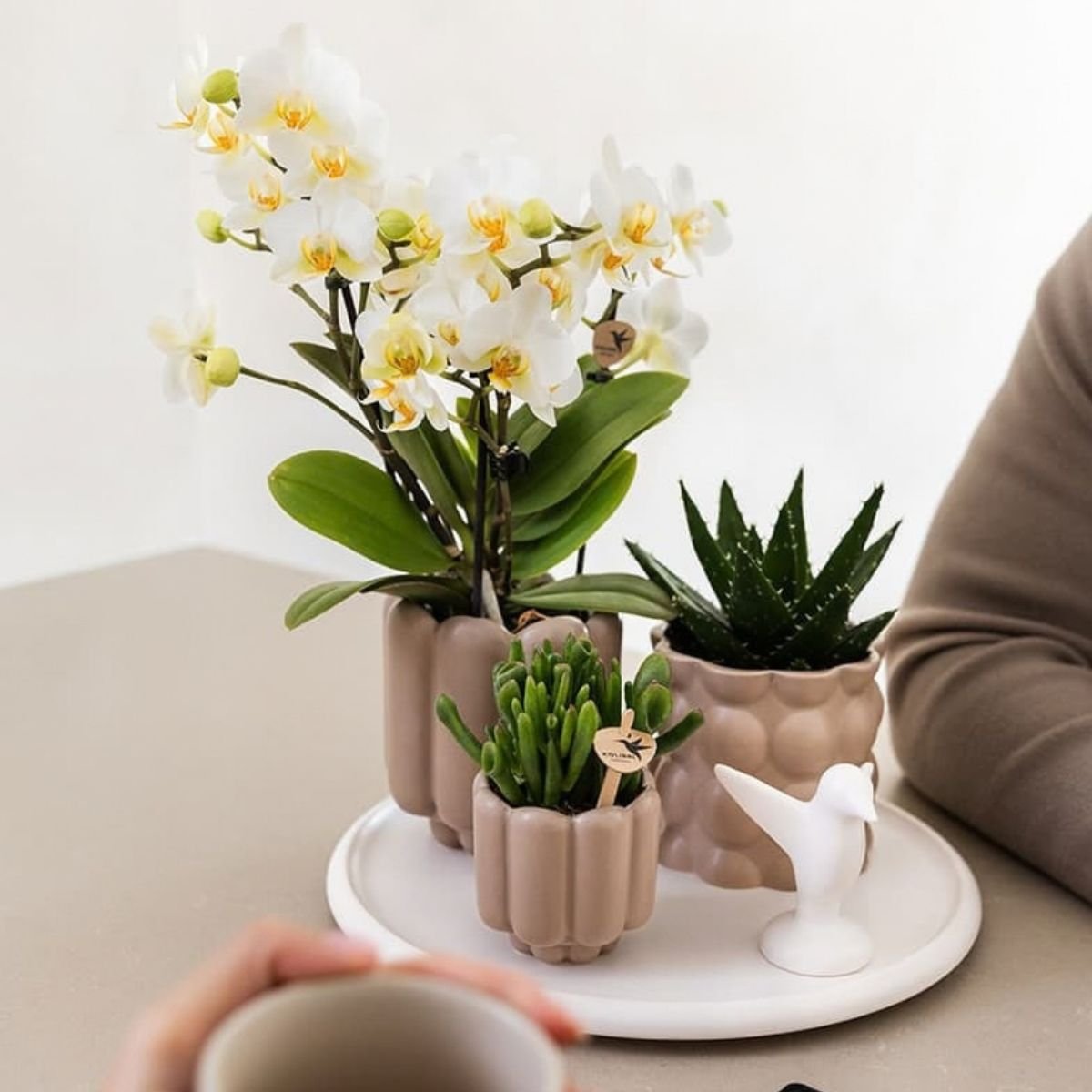 Kolibri Orchids | Kombi-Angebot - 2 Weiße Phalaenopsis Orchideen Blossom Lausanne - Ø9 cm