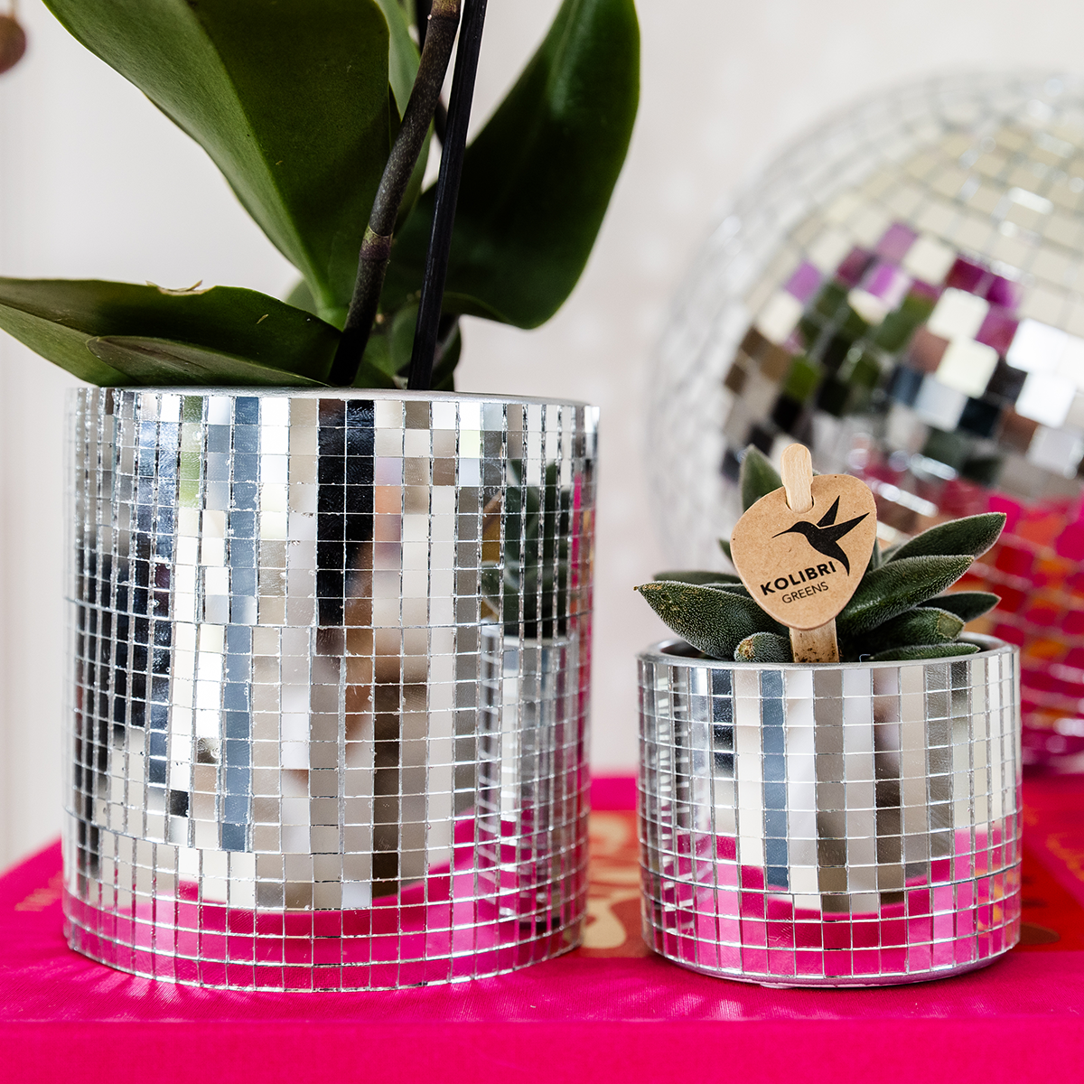 Set Disco