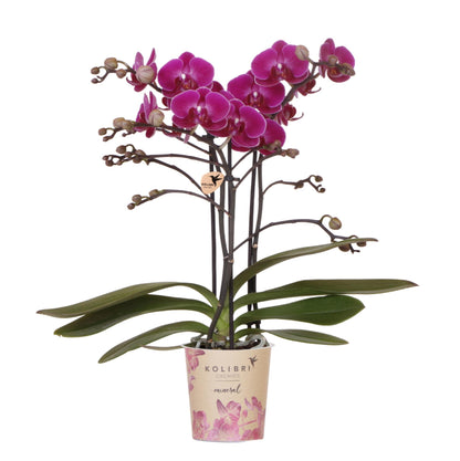 Kolibri Orchids | Lila Phalaenopsis Orchidee - Morelia - Topfgröße Ø9cm | blühende Zimmerpflanze - frisch vom Züchter