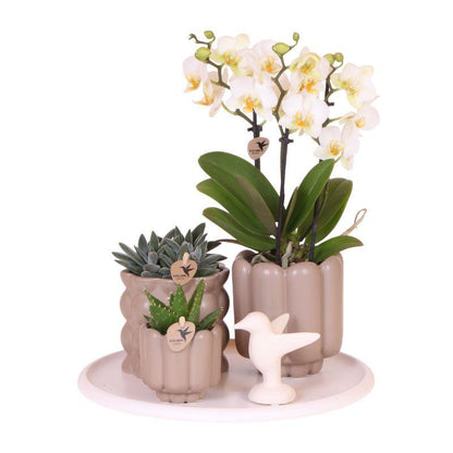 Geschenkset Slow Living | Grüne Pflanzen mit Weißer Phalaenopsis Orchidee Lausanne in Beigen Keramiktöpfen auf Weißem Tablett