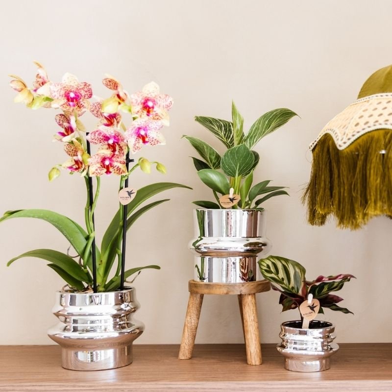 Kolibri Greens | Grüne Pflanze - Calathea Makoyana - Grüne Zimmerpflanze - Frisch vom Züchter  - Ø6cm