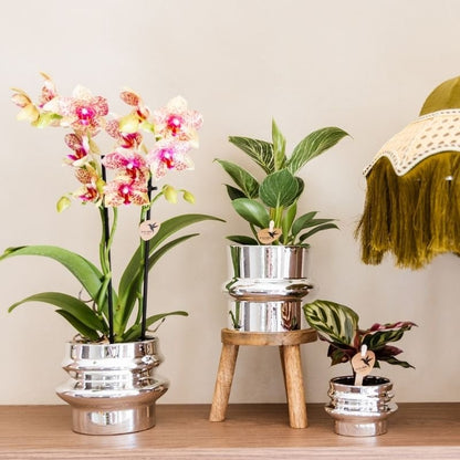 Kolibri Greens | Grüne Pflanze - Calathea Makoyana - Grüne Zimmerpflanze - Frisch vom Züchter  - Ø6cm