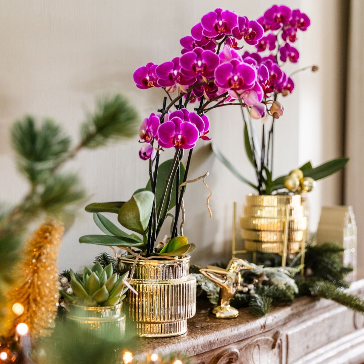 Kolibri Orchids | Pflanzenset Allure Shiny Gold - 2 Weiße Phalaenopsis Orchideen Niagara Fall White - Ø12 cm