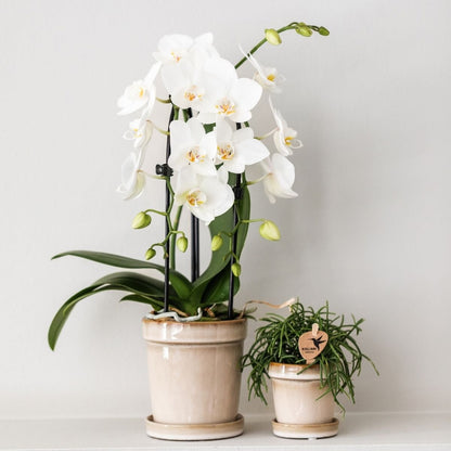 Kolibri Orchids | Kombi-Angebot - 2 Weiße Phalaenopsis Orchideen Niagara Fall White - Ø9 cm