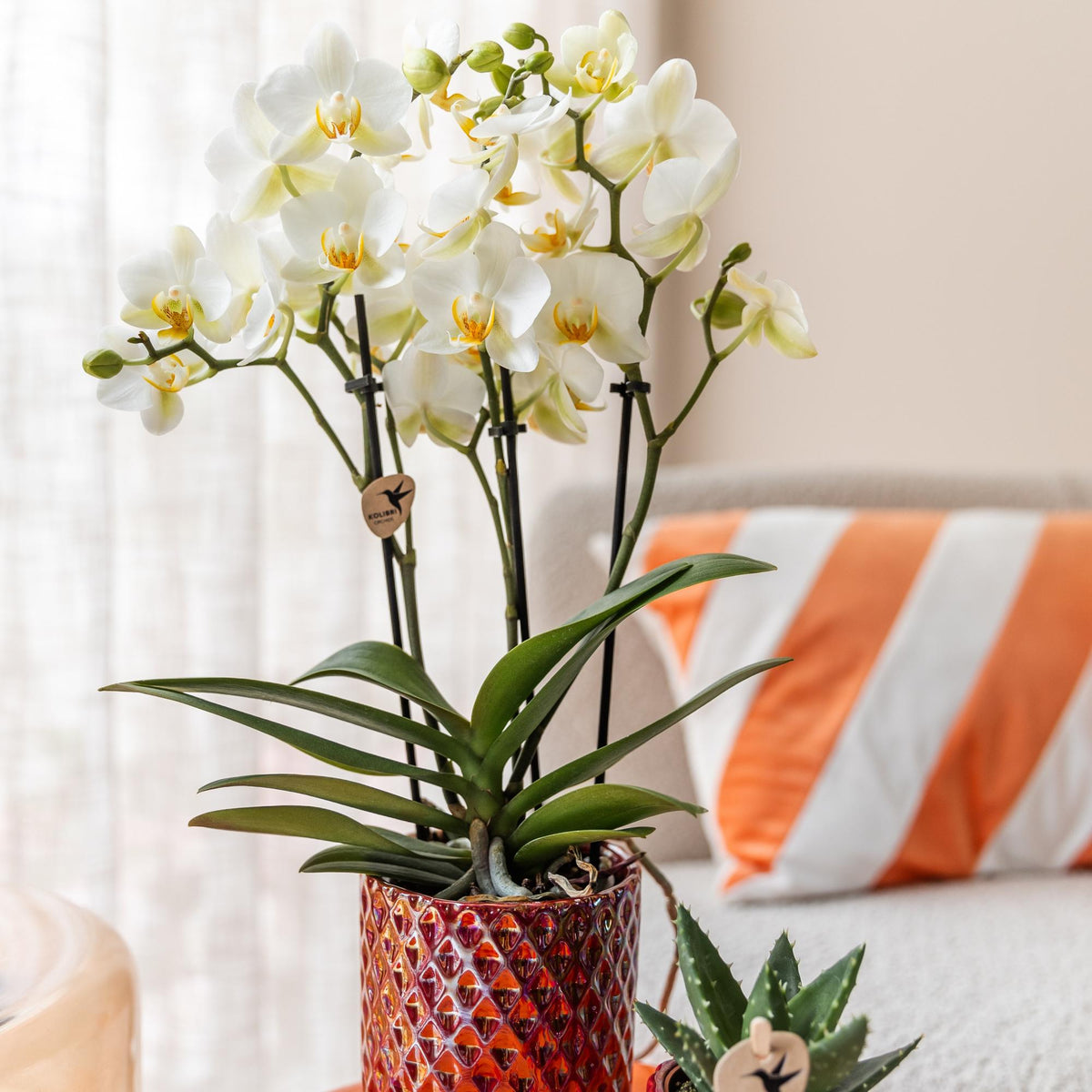 Kolibri Orchids | Weiße Phalaenopsis-Orchidee - Lausanne - Topfgröße Ø9cm | Blühende Zimmerpflanze - frisch vom Züchter