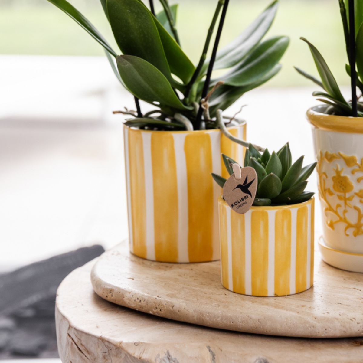 Geschenkset Mediterranean Sunset | Pflanzenset mit weißer Phalaenopsis Orchidee Lausanne und Sukkulenten inkl. Keramiktöpfen