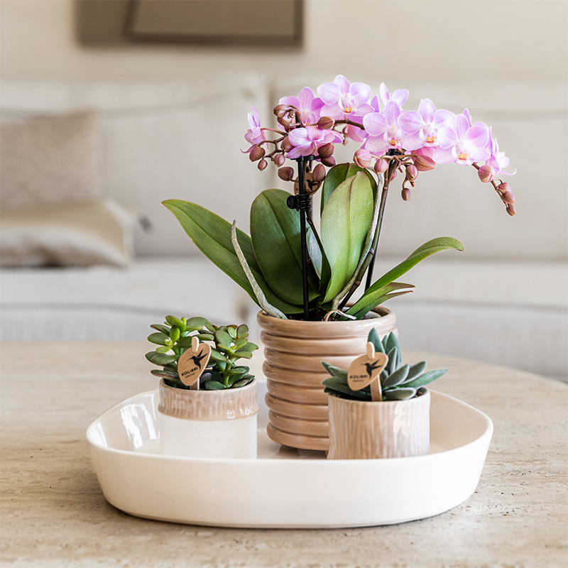 Kolibri Home | Tree Übertopf - Sand - Ø6cm