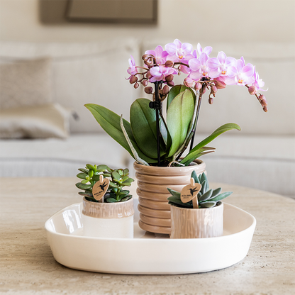 Kolibri Home | Tree Übertopf - Sand - Ø6cm