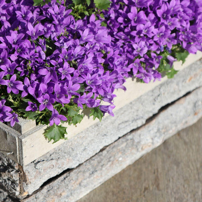 Campanula Addenda - Glockenblume lila Topfgröße 12cm - 1m2 Bodendecker - 12 Stück - Ambella lila - Gartenpflanzen - winterhart