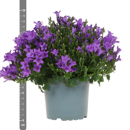 Campanula Addenda - Glockenblume lila Topfgröße 12cm - 1m2 Bodendecker - 6 Pflanzen - Ambella lila - Gartenpflanzen - winterhart