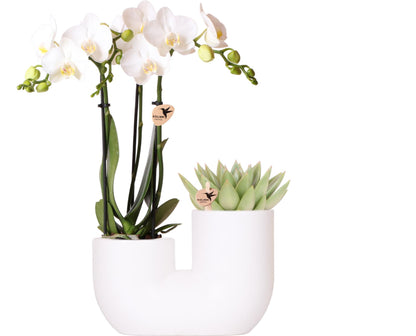 Set aus weißer Amabilis-Orchidee und Sukkulente in weißem Tube-Dekotopf - Topfgröße Ø9cm