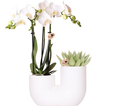 Set aus weißer Amabilis-Orchidee und Sukkulente in weißem Tube-Dekotopf - Topfgröße Ø9cm