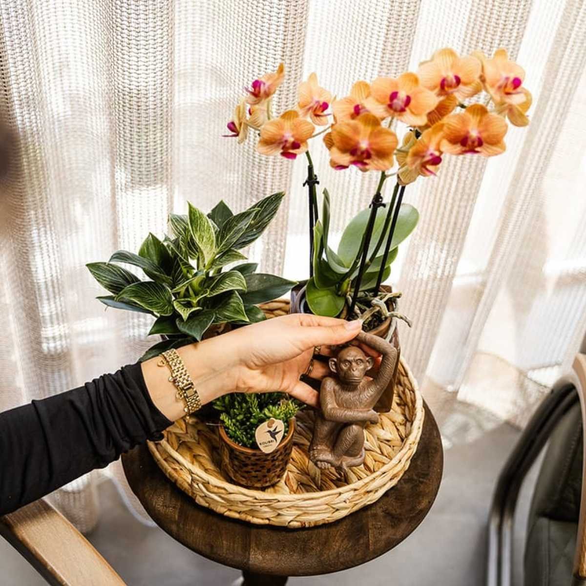 Kolibri Orchids | Kombi-Angebot - 2 Orange Phalaenopsis Orchideen Mineral Jamaica - Ø9 cm