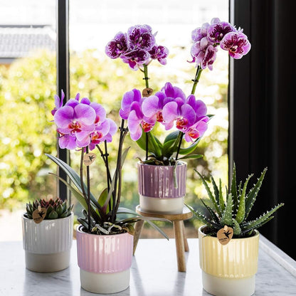 Kolibri Orchids | Kombi-Angebot - 4 Rosa-Violette Phalaenopsis Orchideen Mineral Frederikstad - Ø9 cm