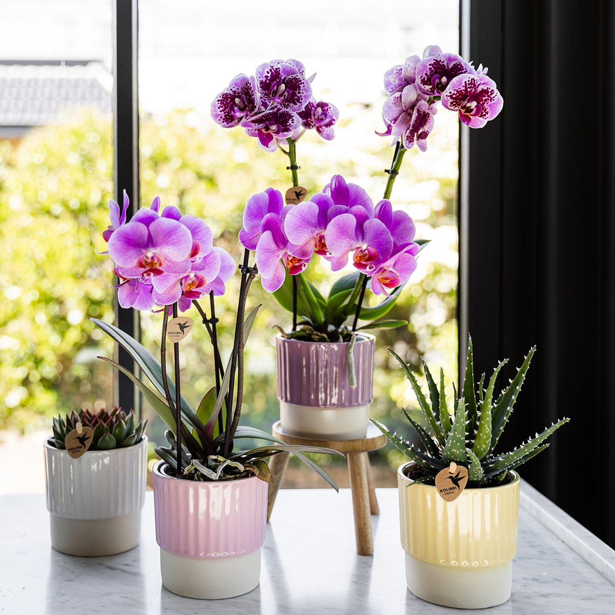 Kolibri Orchids | Violett-Rosa Phalaenopsis-Orchidee Topfgröße Ø9cm | Frederikstad | Blühende Zimmerpflanze – Frisch vom Züchter