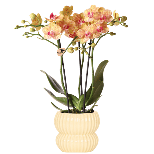 Kolibri Orchids | Orange Jamaica Orchidee + Horizon Übertopf gelb – Topfgröße Ø9cm | blühende Zimmerpflanze – frisch vom Züchter