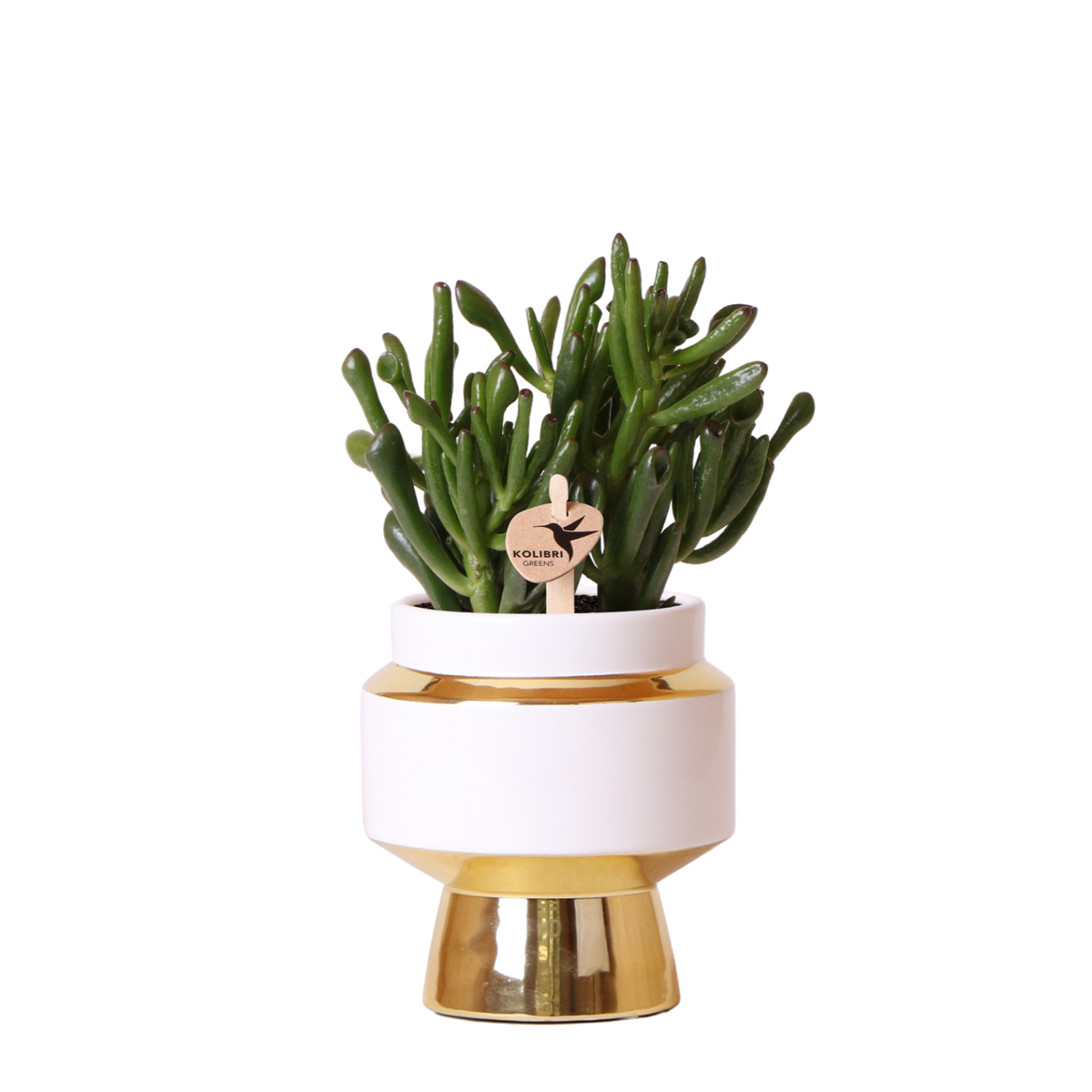 Kolibri Greens | Sukkulente Crassula Hobbit im Le Chic Übertopf Gold - Ø9 cm